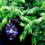 :iconapple-of-the-eve: