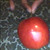 :iconapplecandy152: