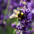 :iconapplegreen1624: