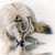 :iconapplejack-wolf: