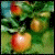 :iconapplesandshanana: