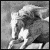 :iconapplescarrotsngrain: