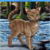 :iconappletailriverclan:
