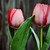 :iconapplevamp96: