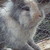 :iconapplies-g:
