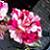 :iconapricot-petals: