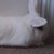 :iconapricot0194: