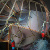 :iconapril-mae-june: