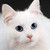 :iconaprilkitten93: