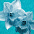 :iconaquadaffodils: