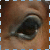:iconaquais-horse: