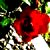 :iconAquariussweetie07:
