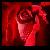 :iconaquaticrose: