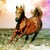 :iconarabian31: