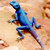:iconarabianmonkey: