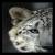 :iconarachnid8219: