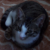 :iconarachnist: