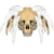 :iconaraqueh: