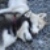:iconarashi4dream:
