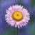 :iconarc90164: