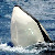 :iconarca9: