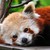 :iconarcaneardour: