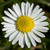 :iconarcano81: