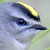 arcatiel :iconarcatiel: