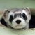 :iconarchaicferret:
