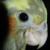 :iconarcher-cannibal:
