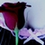 :iconarchetypeofdarkness: