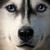 :iconarchimaestro: