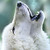 :iconarckwolfscraft: