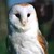 :iconarctic-chicken: