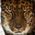 :iconarctic-kid: