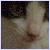 :iconarctic-rose: