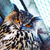 :iconarctic-web: