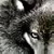 :iconArcticFenris: