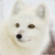 :iconarcticfox-onyx: