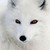 :iconarcticfox95: