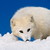 :iconarcticfoxy: