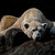 arcticspirit :iconarcticspirit: