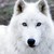 :iconarcticwolf777333: