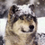 :iconarcticwolf91:
