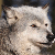 :iconarcticwoof: