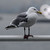 ardillaglz :iconardillaglz: