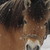 :iconardvark665: