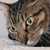 :iconarea256: