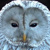 :iconarena-images: