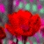:iconarenonearer: